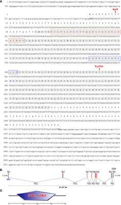 GSK3β Plays a Negative Role During White Spot Syndrome Virus (WSSV) Infection by Regulating NF-κB Activity in Shrimp Litopenaeus vannamei